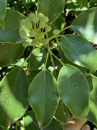 Image of Trochodendron aralioides