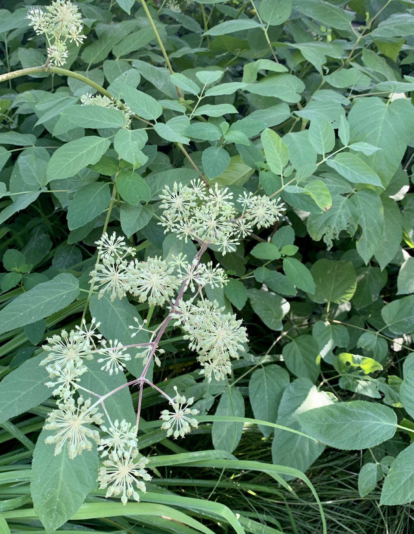 Aralia californica image