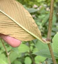 Koenigia campanulata image