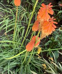 Kniphofia uvaria image