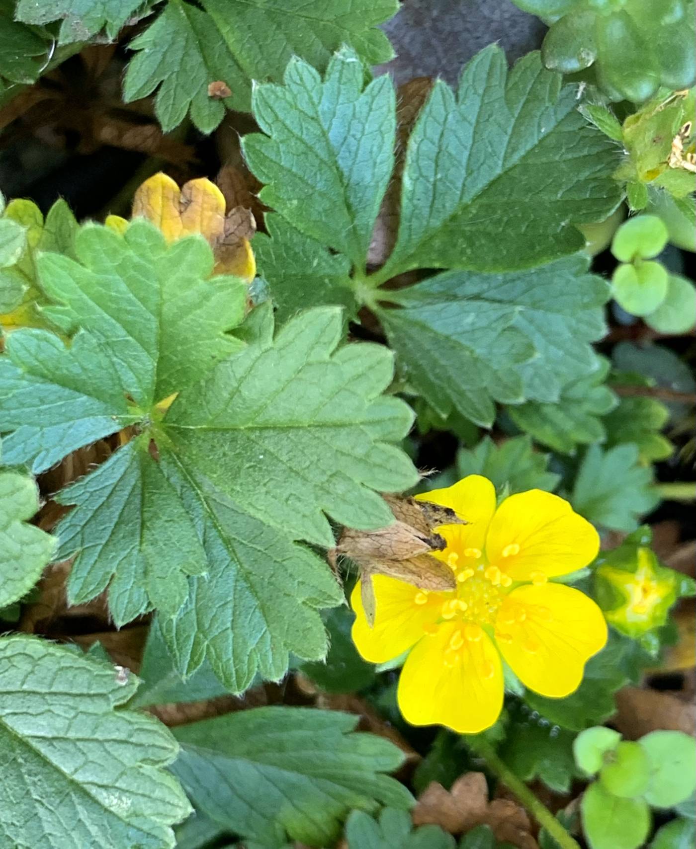 Potentilla neumanniana image