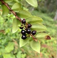 Vaccinium ovatum image