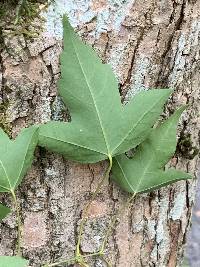 Acer buergerianum image