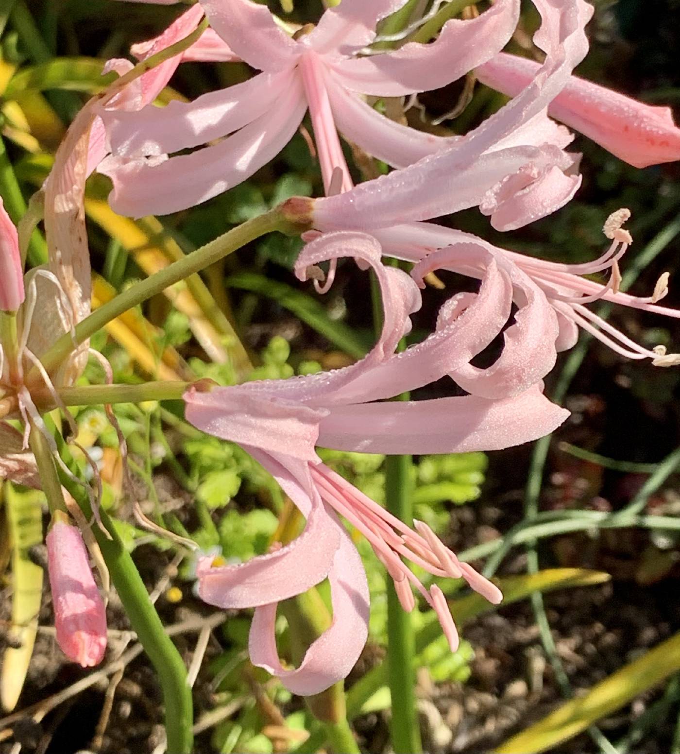 Nerine bowdenii image