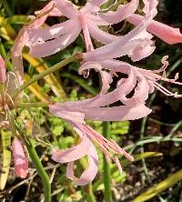 Image of Nerine bowdenii