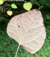 Disanthus cercidifolius image