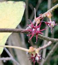 Disanthus cercidifolius image