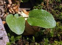 Cardamine bulbosa image