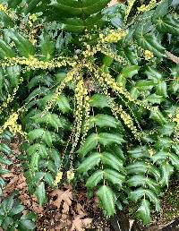 Image of Mahonia japonica