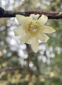 Image of Chimonanthus praecox