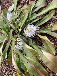 Image of Helonias thibetica