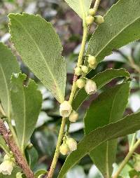 Image of Eurya japonica