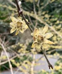 Chimonanthus praecox image