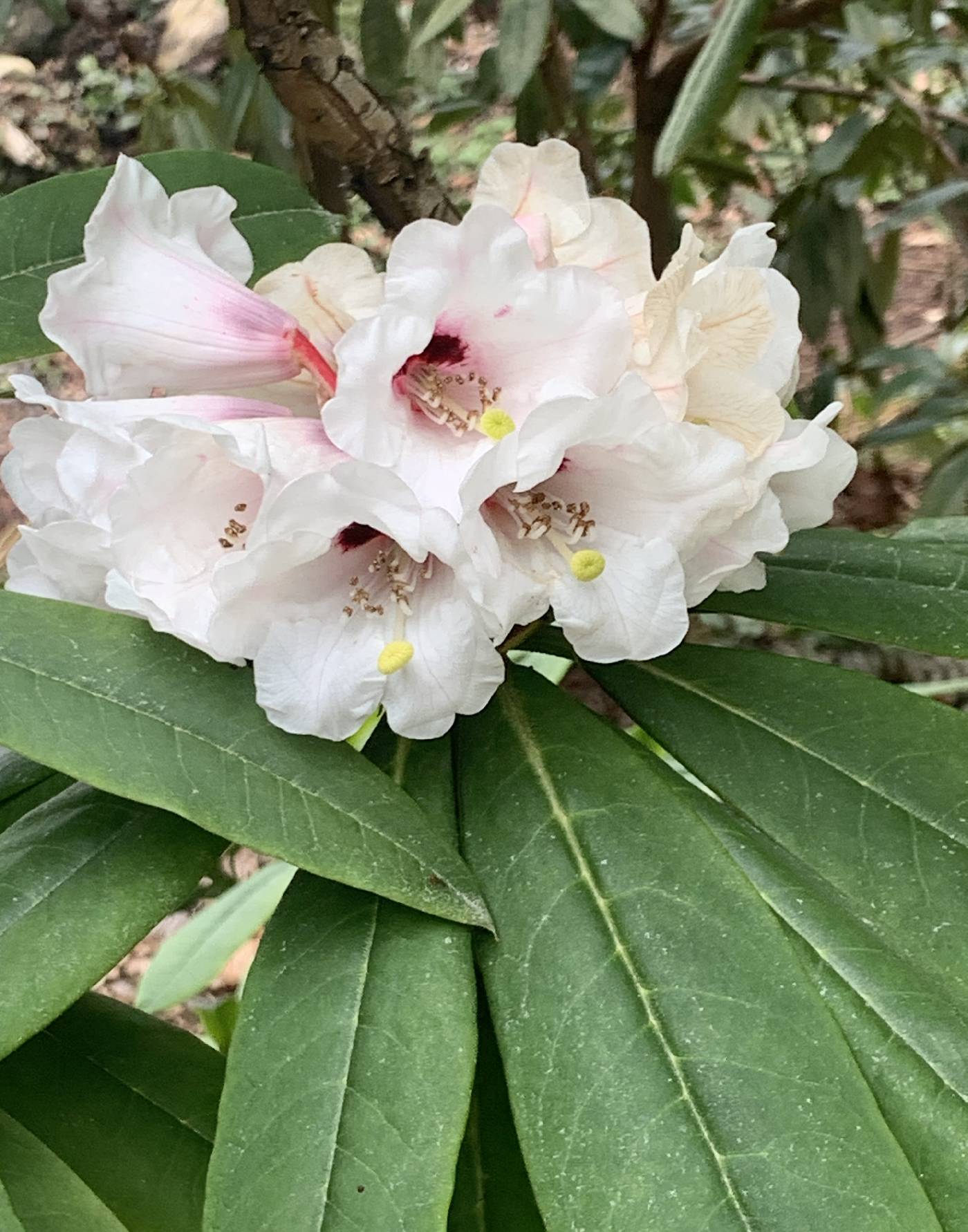 Rhododendron calophytum image