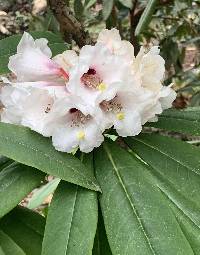 Image of Rhododendron calophytum
