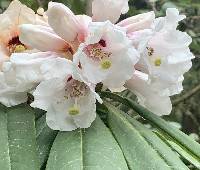 Rhododendron calophytum image