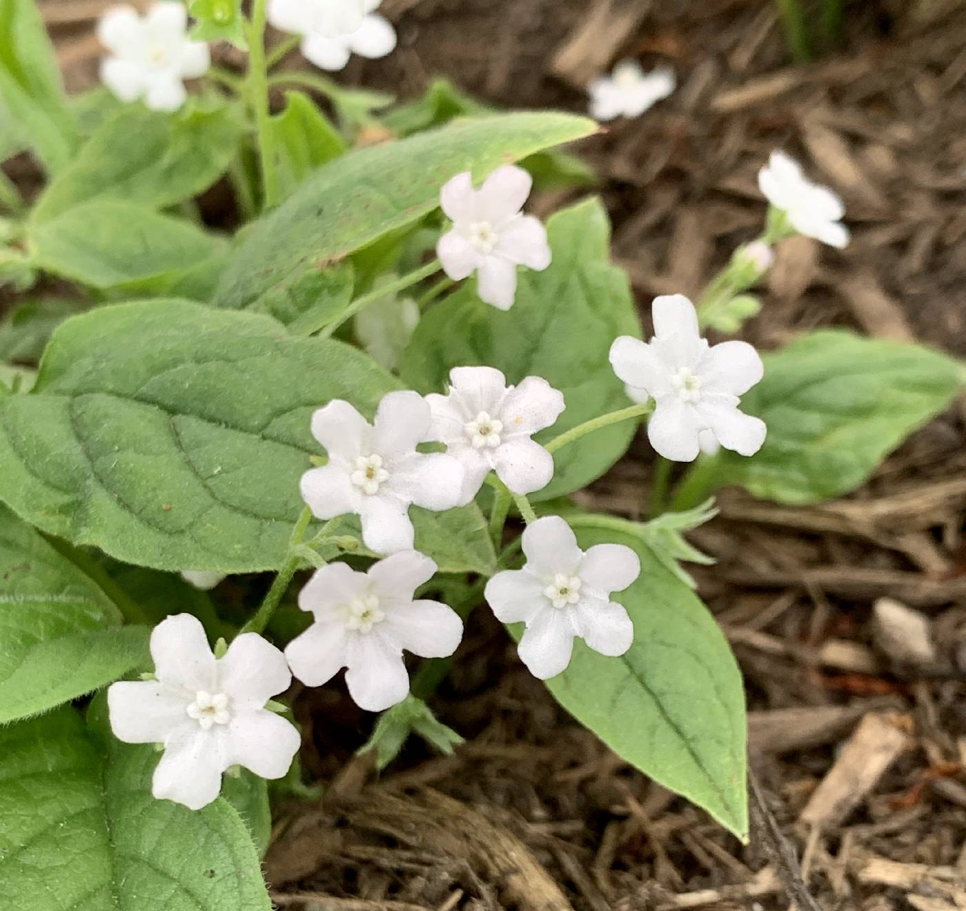 Omphalodes verna image