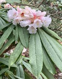 Rhododendron calophytum image