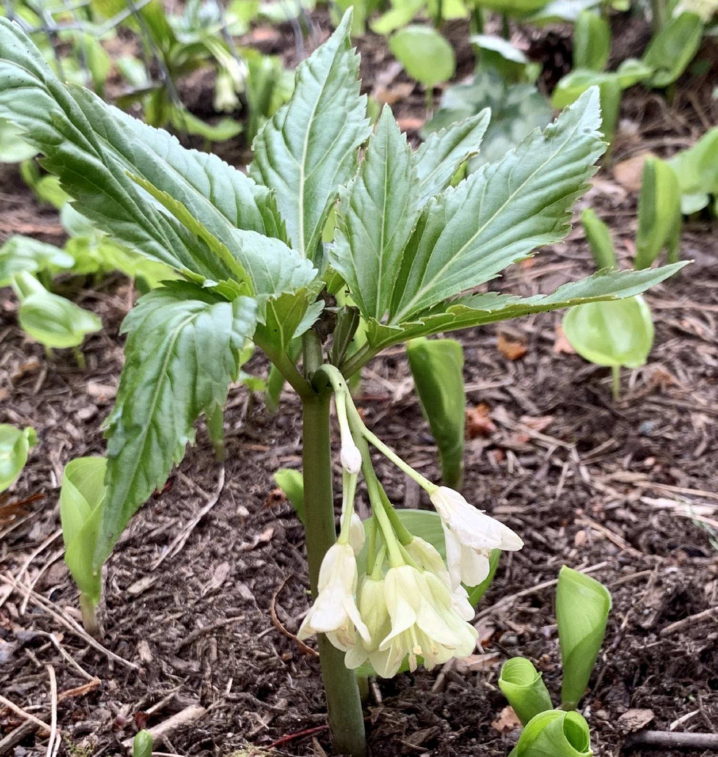 Cardamine enneaphyllos image