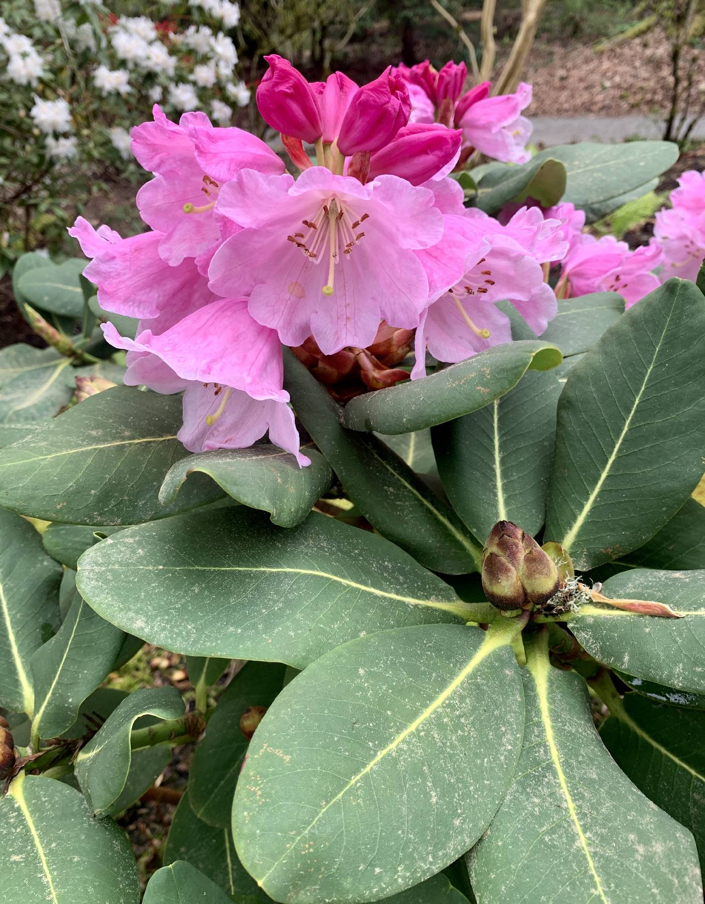 Rhododendron platypodum image