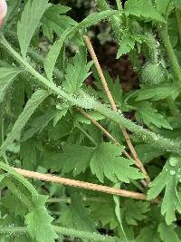 Papaver cambricum image