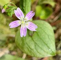 Claytonia sibirica image