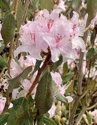 Rhododendron yunnanense image