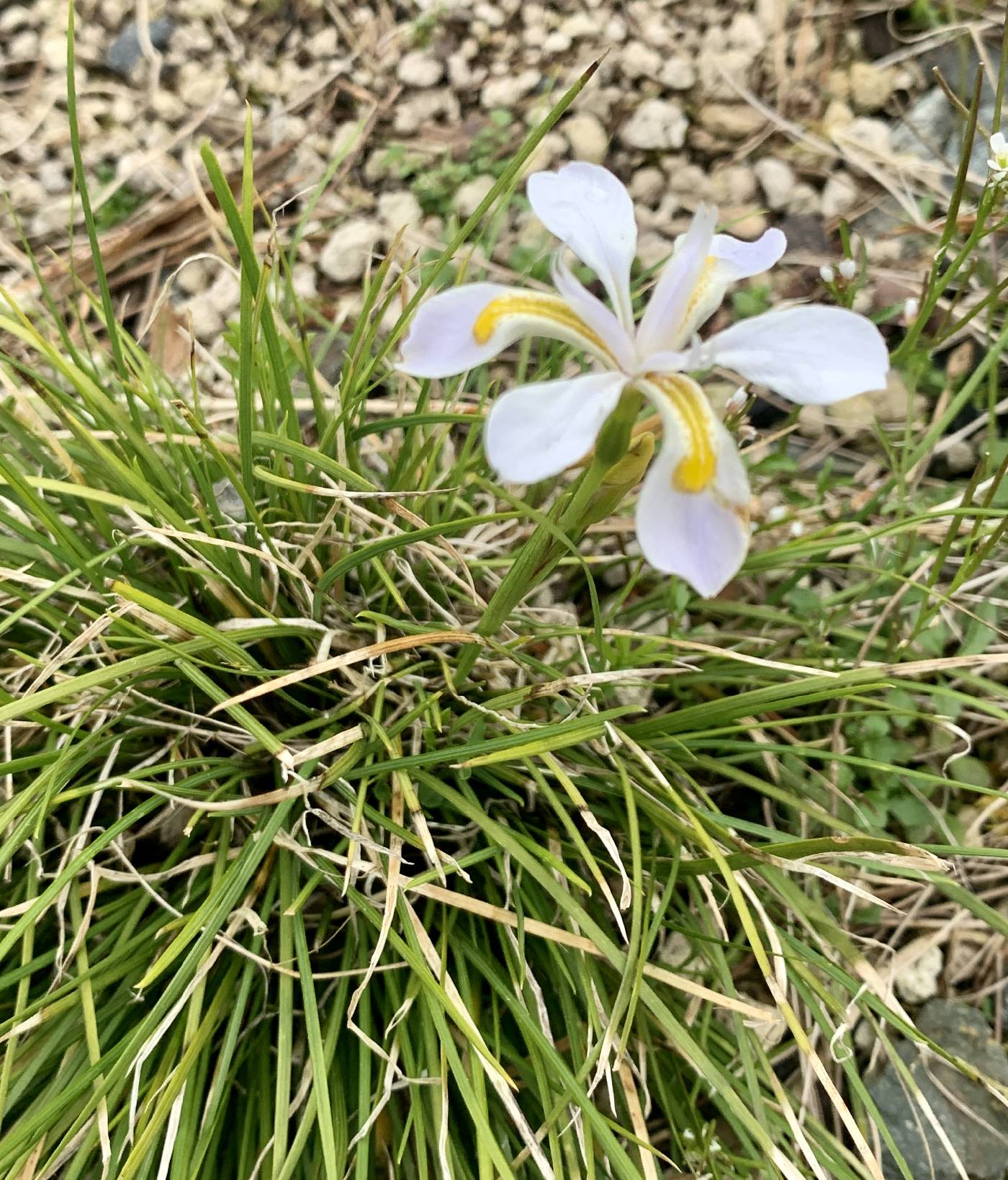 Iris dabashanensis image