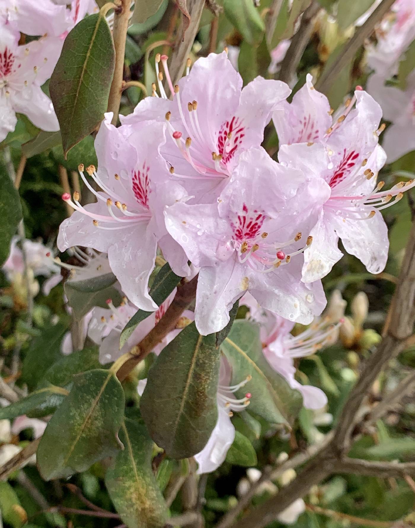 Rhododendron yunnanense image