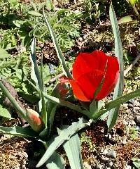 Tulipa montana image