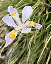 Iris dabashanensis image