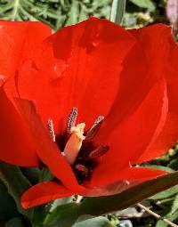 Tulipa montana image
