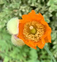 Papaver cambricum image