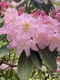 Image of Rhododendron fortunei