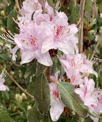 Rhododendron yunnanense image