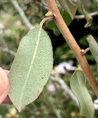 Rhododendron yunnanense image