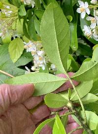 Choisya ternata image