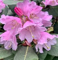 Rhododendron platypodum image