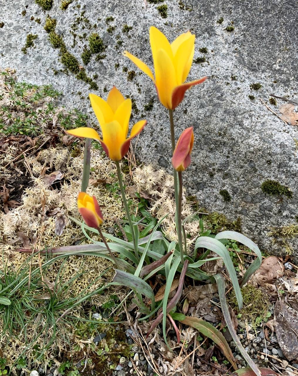 Tulipa clusiana image