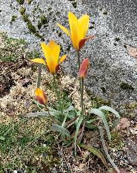 Image of Tulipa clusiana