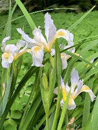 Image of Iris douglasiana