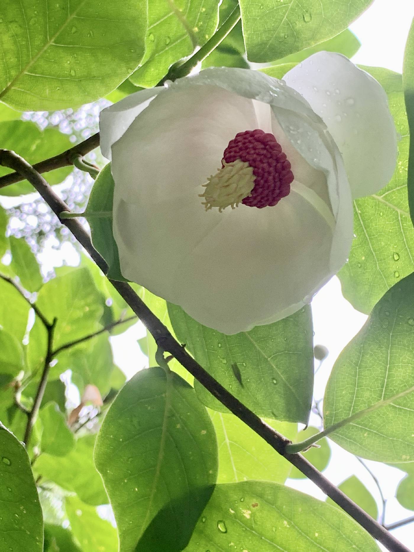 Magnolia sieboldii image