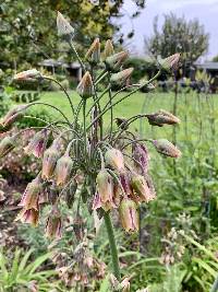 Allium siculum image