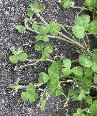 Trifolium subterraneum image