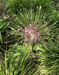 Allium schubertii image