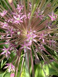 Allium schubertii image