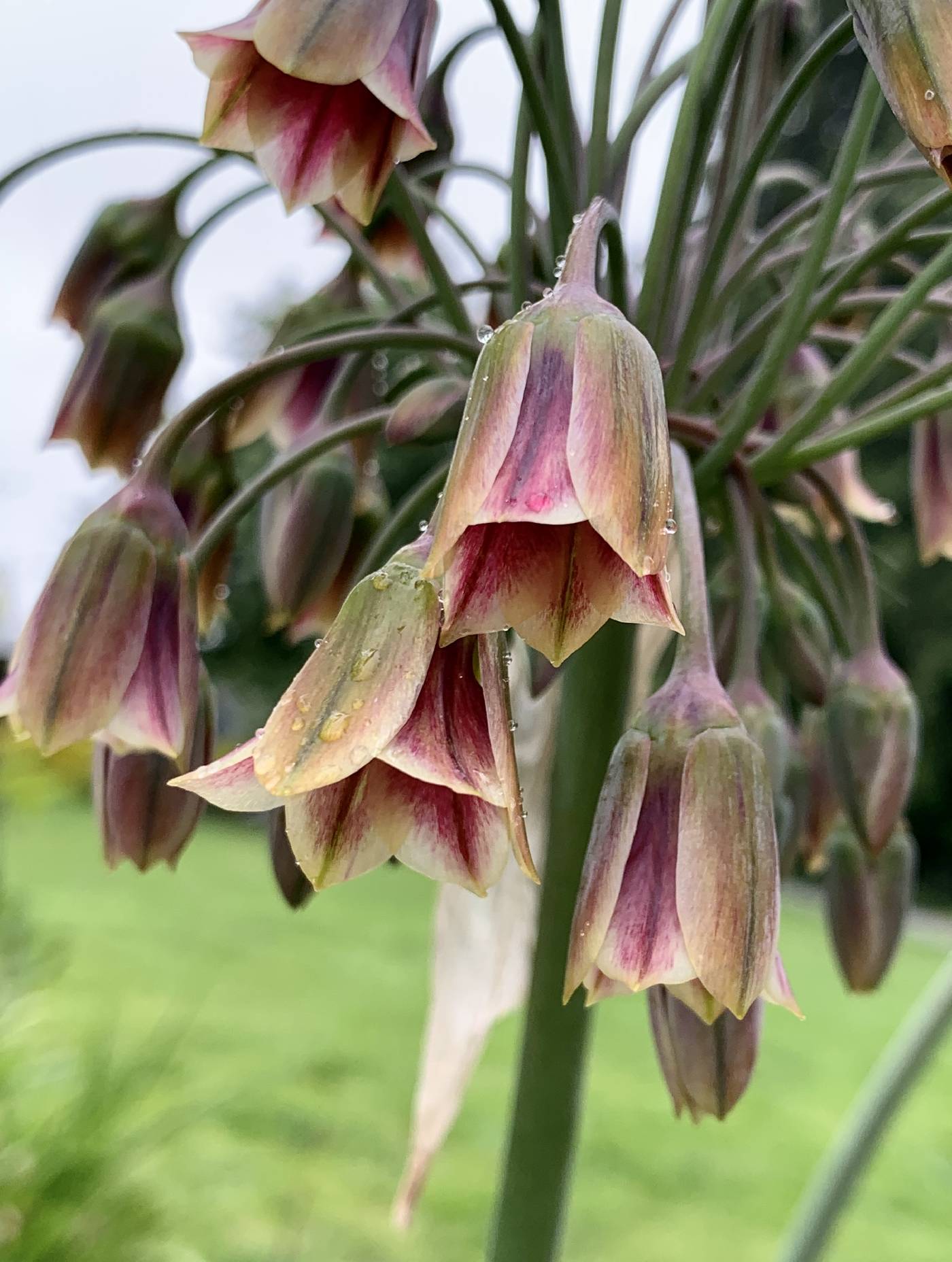 Allium siculum image