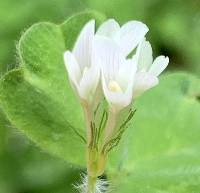 Trifolium subterraneum image