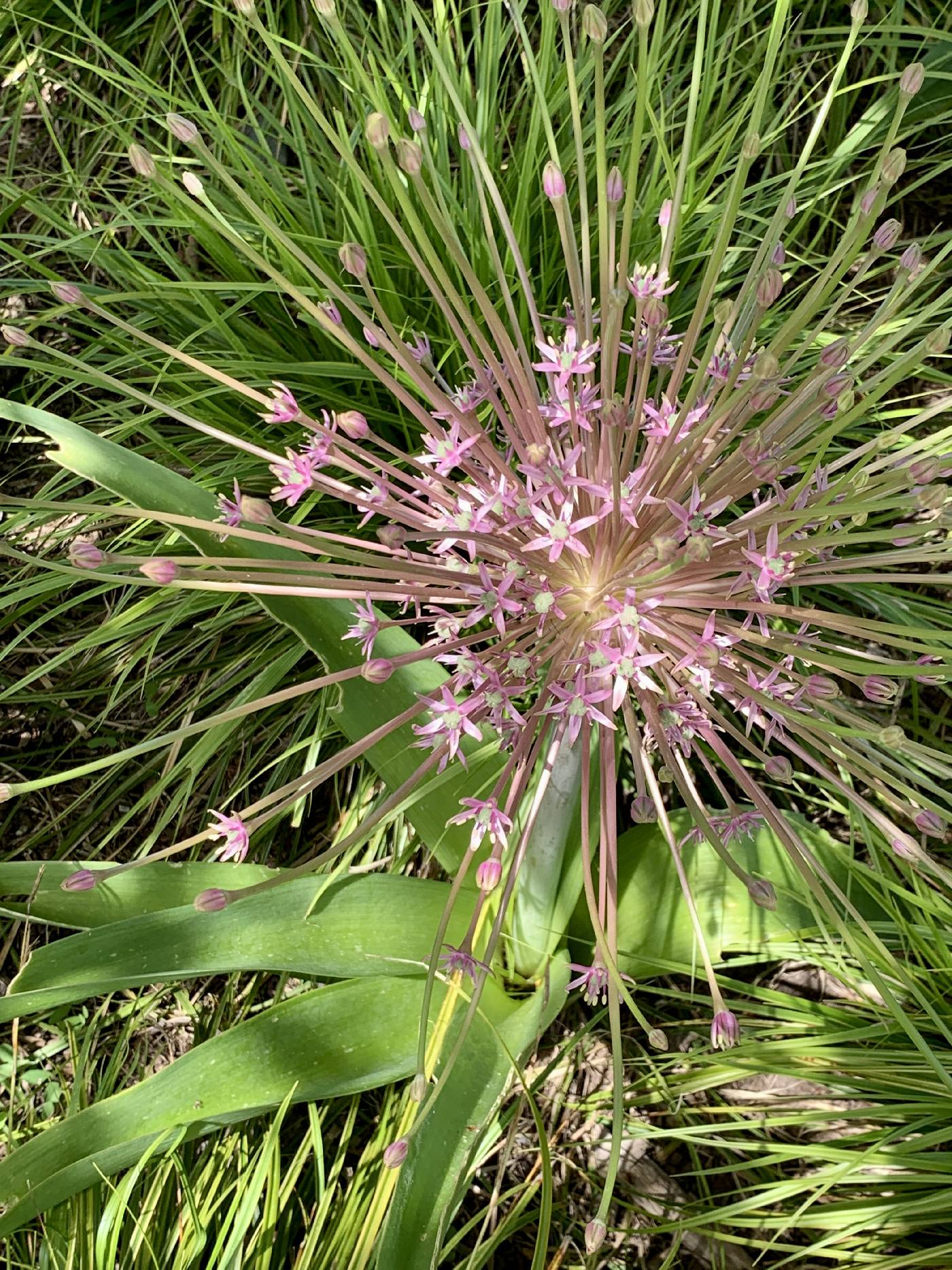 Allium schubertii image