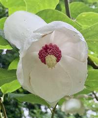 Magnolia sieboldii image